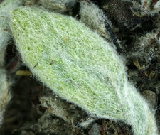 Image of rosy buckwheat