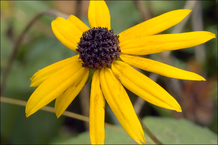 Image of blackeyed Susan