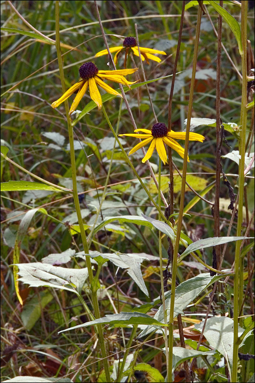 Image of blackeyed Susan