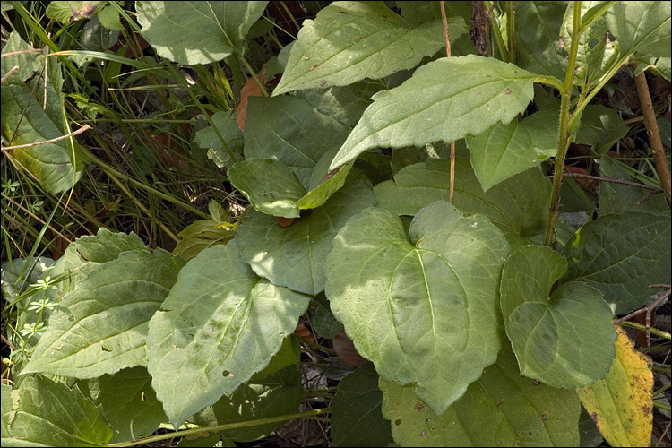 Image of blackeyed Susan