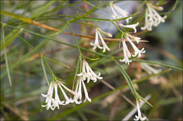 Image of Asperula aristata L. fil.