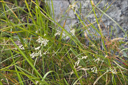 Image of Asperula aristata L. fil.