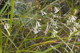 Image of Asperula aristata L. fil.