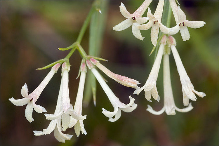 Image of Asperula aristata L. fil.