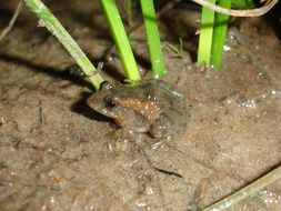 Image de Pseudopaludicola falcipes (Hensel 1867)