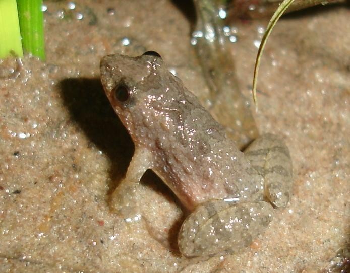 Image de Pseudopaludicola falcipes (Hensel 1867)