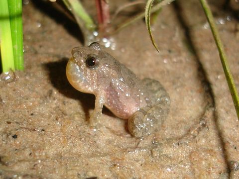 Imagem de Pseudopaludicola atragula Pansonato, Mudrek, Veiga-Menoncello, Rossa-Feres & Martins