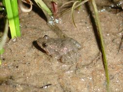 Image de Pseudopaludicola falcipes (Hensel 1867)