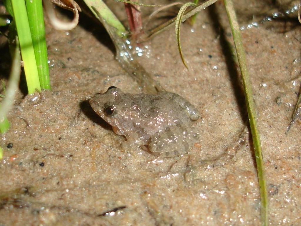 Imagem de Pseudopaludicola falcipes (Hensel 1867)