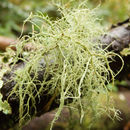 Imagem de <i>Usnea wirthii</i>