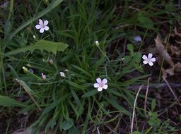 صورة Petrorhagia saxifraga (L.) Link