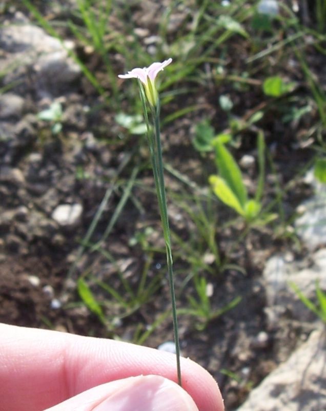 صورة Petrorhagia saxifraga (L.) Link