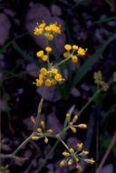 Image of sweet fennel