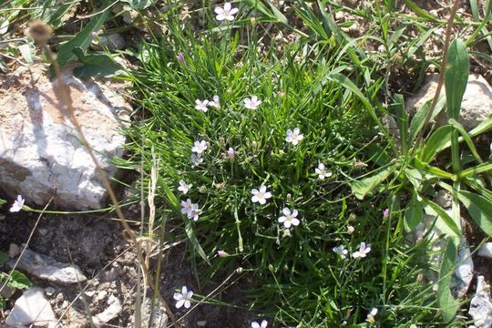 صورة Petrorhagia saxifraga (L.) Link