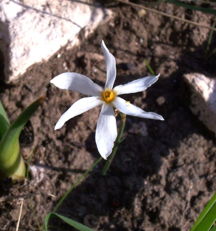 Image of Narcissus serotinus L.