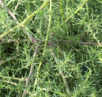 Image of Russian-thistle