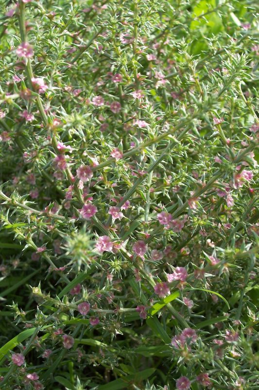 Image of Russian-thistle