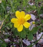 Image of autumn buttercup