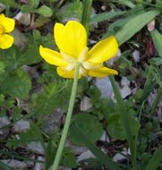 Image of autumn buttercup