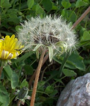 Image of <i>Taraxacum megalorrhizon</i>