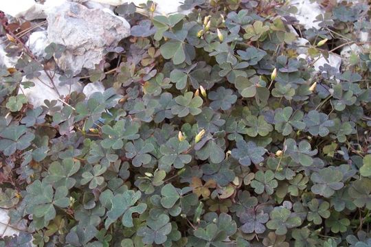 Image of Creeping sorrel