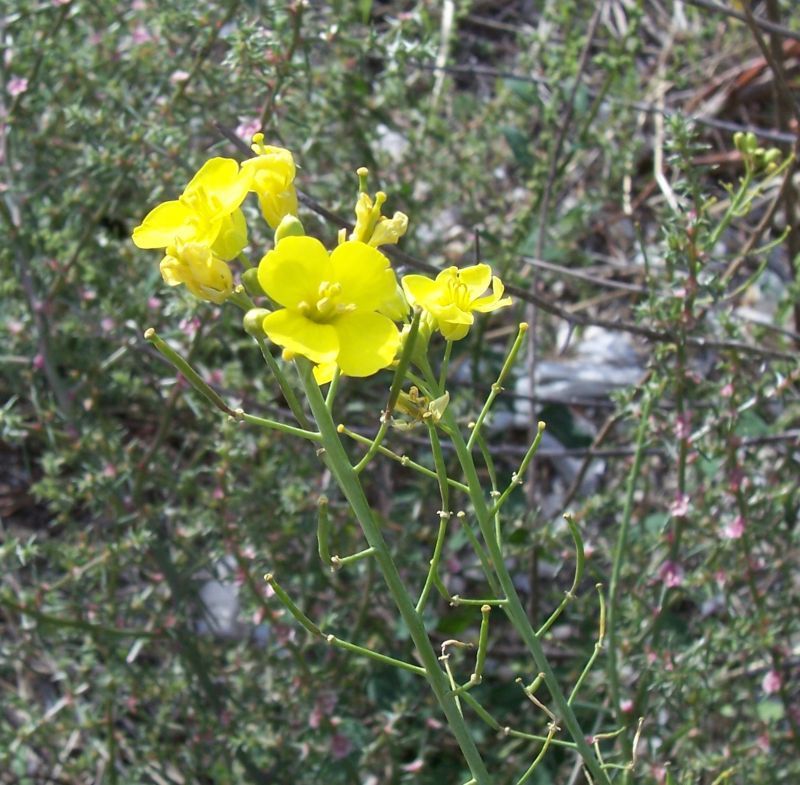 Plancia ëd Diplotaxis tenuifolia (L.) DC.