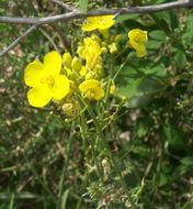 Plancia ëd Diplotaxis tenuifolia (L.) DC.