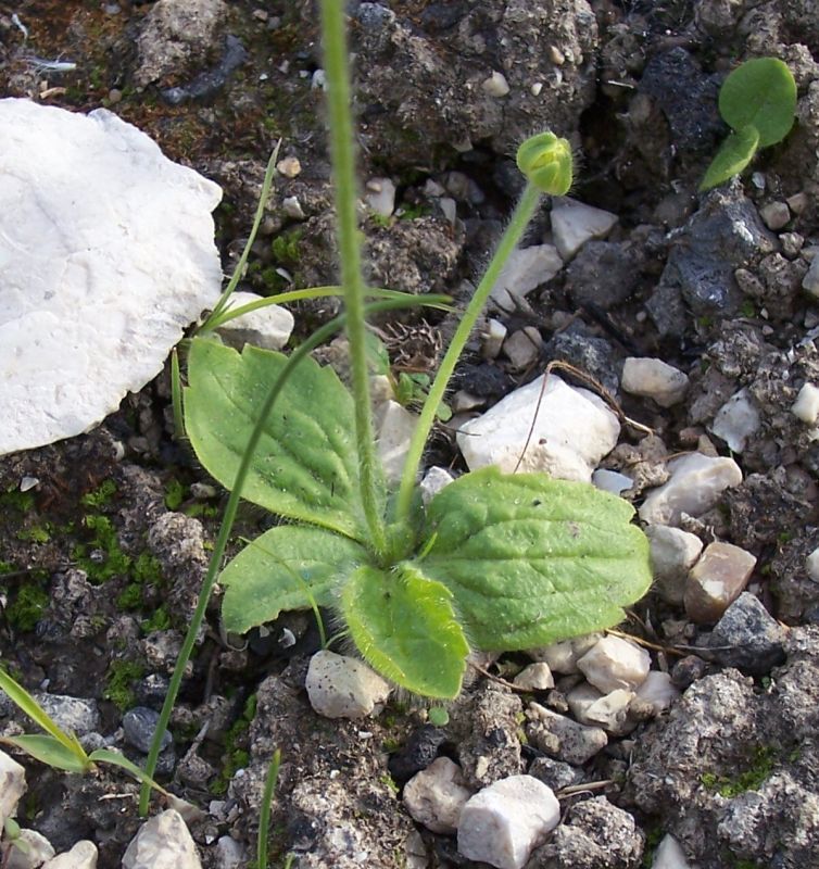 Image of autumn buttercup