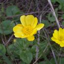 Image of autumn buttercup