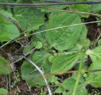 Image of autumn buttercup