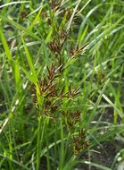 Imagem de Cyperus rotundus L.