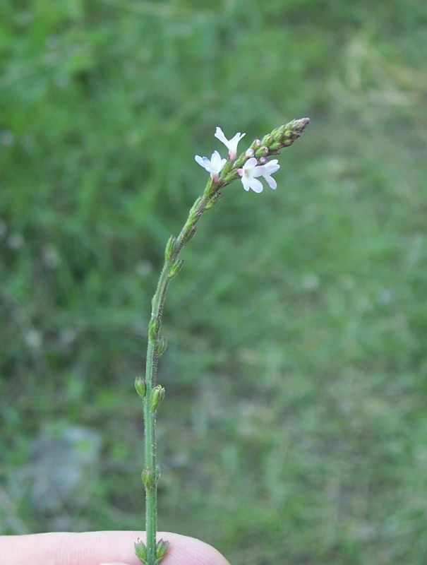 Image of herb of the cross