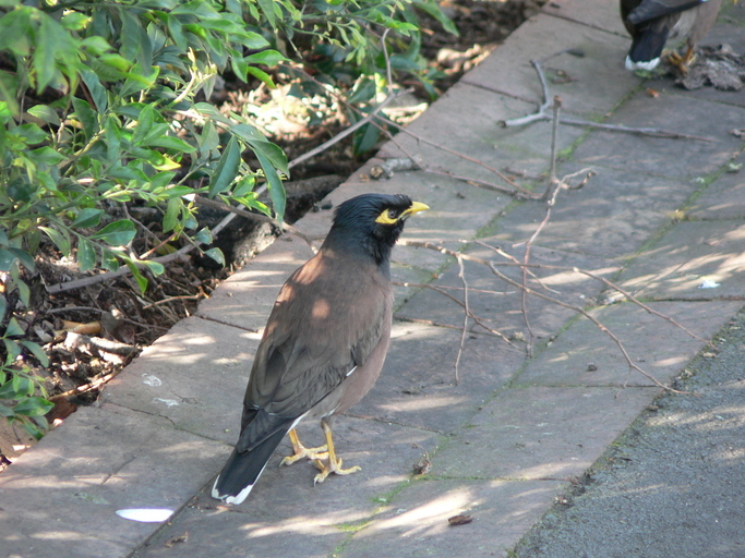 Image of Calcutta myna