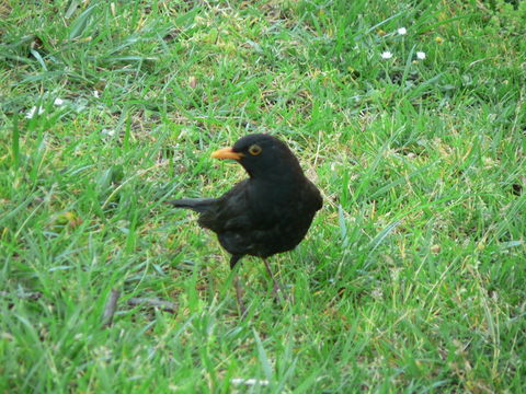 Image of Blackbird