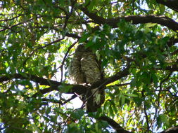 صورة Ninox strenua (Gould 1838)