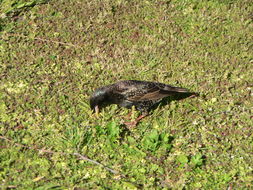 Image of Common Starling