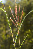 Image of yellow bluestem