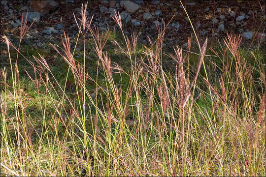 صورة Bothriochloa ischaemum (L.) Keng