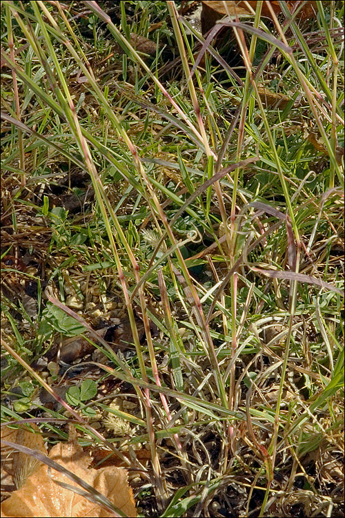 Image of yellow bluestem