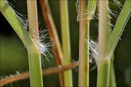 Image of yellow bluestem