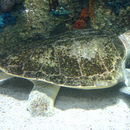 Image of Ridley sea turtles