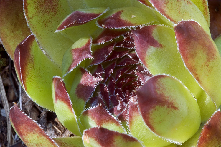 Image of <i>Sempervivum tectorum</i> ssp. <i>schottii</i>