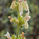 Image of Stachys recta L.