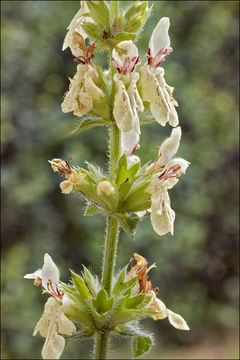 Imagem de Stachys recta L.