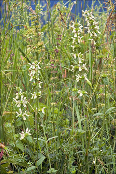 Слика од Stachys recta L.