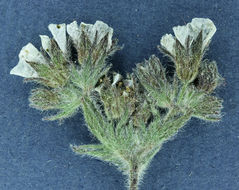 Image of smallflower horkelia