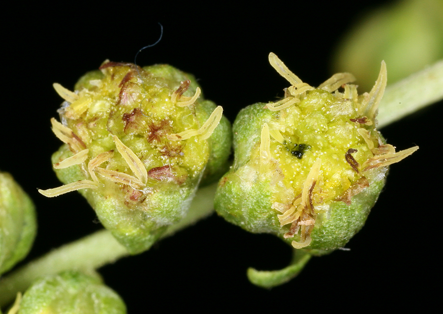 Imagem de Artemisia ludoviciana subsp. incompta (Nutt.) Keck