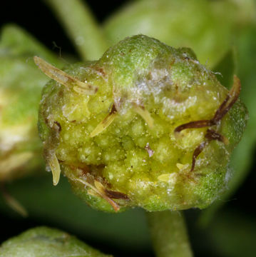 Imagem de Artemisia ludoviciana subsp. incompta (Nutt.) Keck