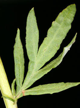 Imagem de Artemisia ludoviciana subsp. incompta (Nutt.) Keck