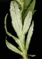 Image of white sagebrush